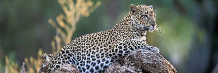 Full Day in Samburu National Reserve