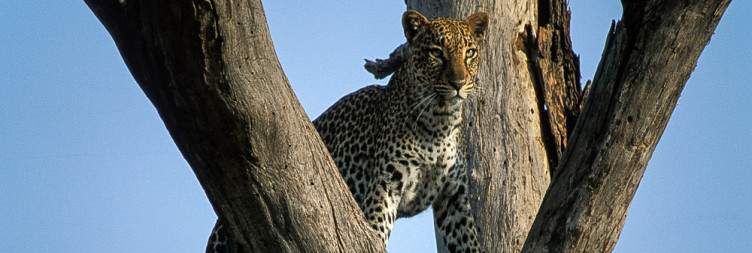 Travel from Meru to Samburu National Park, Afternoon Game Drive