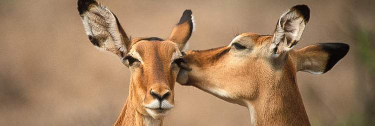 Explore the Special Five Sanctuary