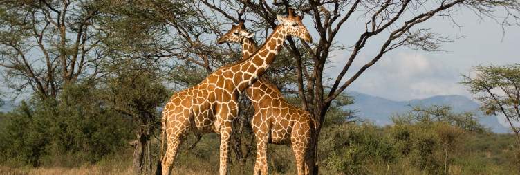 Samburu Golden Sunsets and the Rare Five
