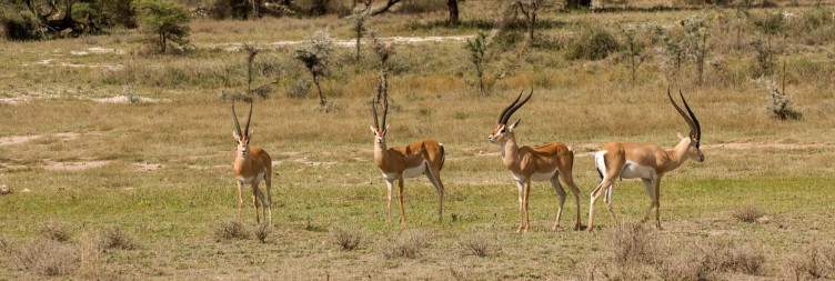 Samburu National Reserve