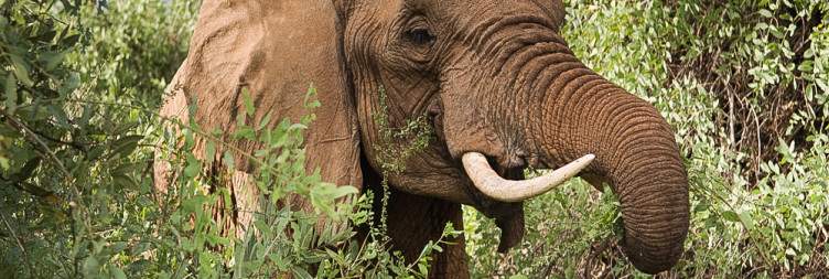 Samburu National Reserve
