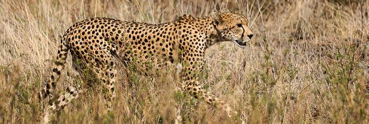 Amboseli NP To Samburu National Reserve