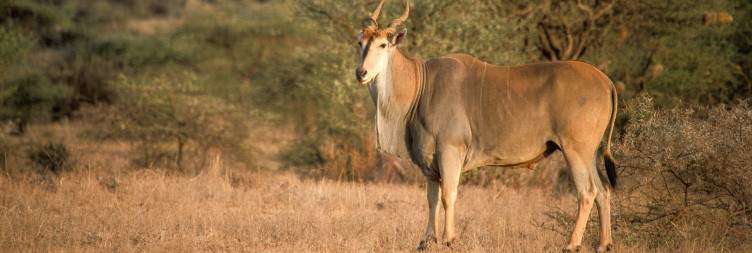 Samburu National Reserve