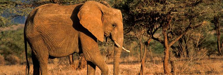 On safari in Samburu National Reserve