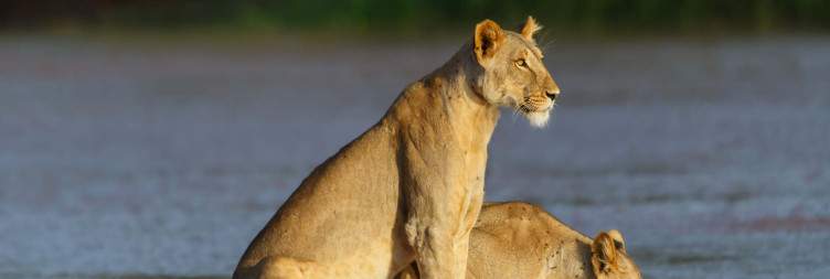 Arrival Nairobi– Samburu National Reserve