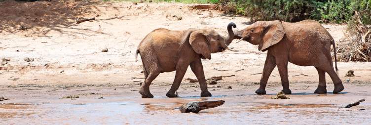 Samburu National Reserve – The Northern Frontier