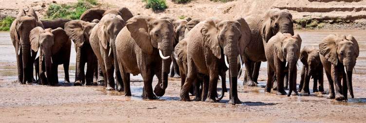 Bold & Beautiful - Samburu's Wild Elegance