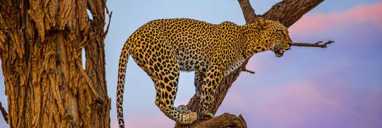 Full Game Drive in Samburu National Reserve