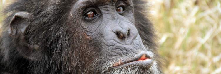 Game Drive and Stay at Sweetwater Serena Camp