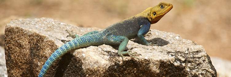 Taita Hills Sanctuary