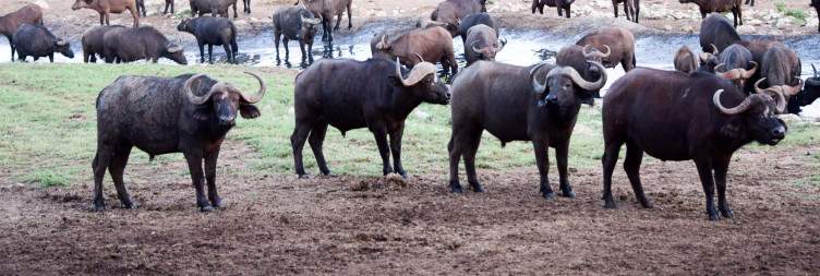 Tsavo West- Taita Hills Wildlife Sanctuary