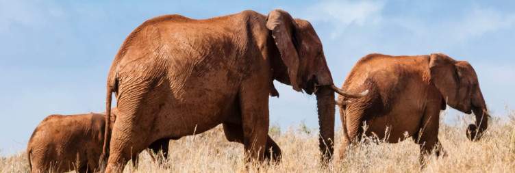 Tsavo East National Park to Taita Hills Game Sanctuary