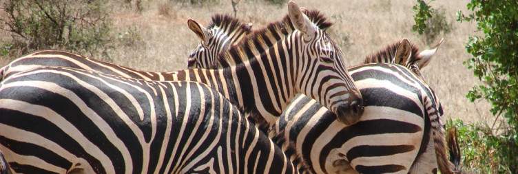 Taita Hills to Tsavo East National Park