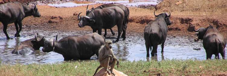 Amboseli - Tsavo East