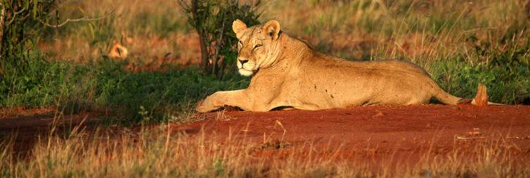 Nairobi to Tsavo East National Park
