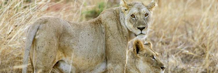 Journey to Tsavo East National Park