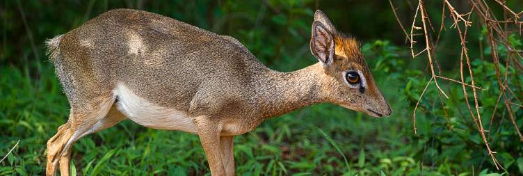 Tsavo West National park