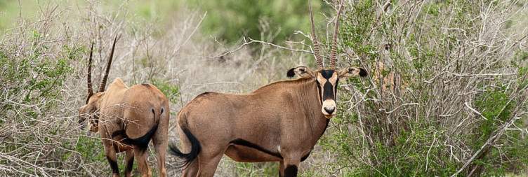Shimba Hills to Tsavo East National Park