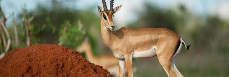 Mombasa - Tsavo East