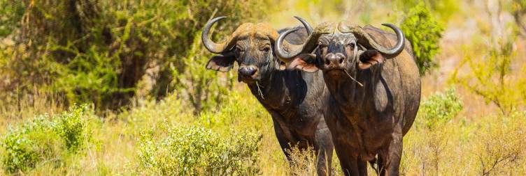 Tsavo East National Park