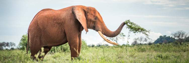 Taita to Tsavo East