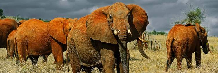 Mombasa - Tsavo East National Park
