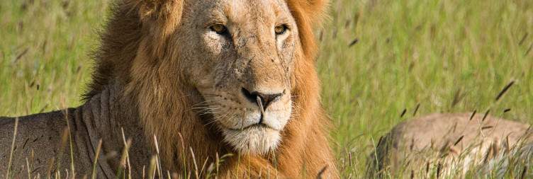 Mombasa to Tsavo East National Park