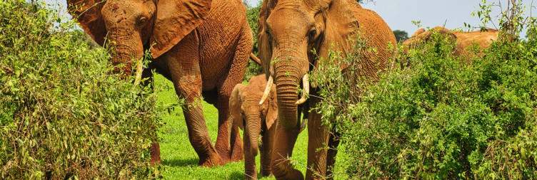 Tsavo East National Park