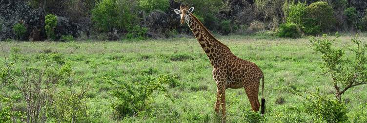Mombasa - Tsavo West