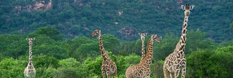 Amboseli National Park - Tsavo West National Park