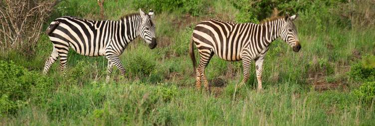 Tsavo West National Park