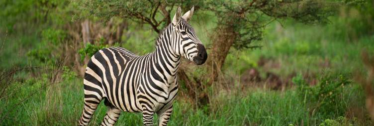 Tsavo West National Park