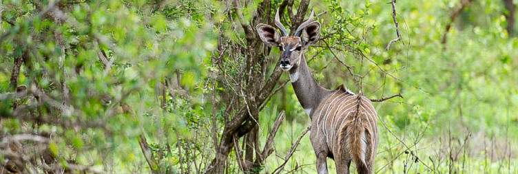 Amboseli National Park to Tsavo West National Park