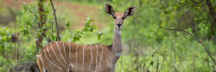Nairobi - Tsavo West National Park