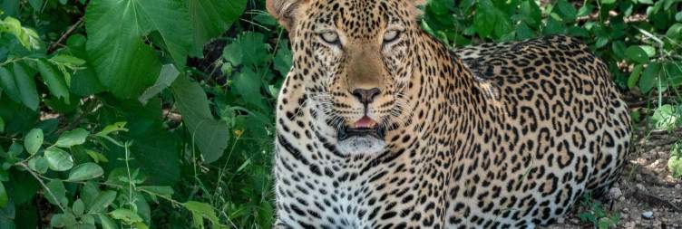 Amboseli- Tsavo West National Park