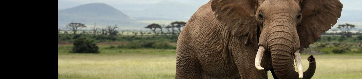 4-Day Tsavo East, Amboseli and Tsavo West National Park