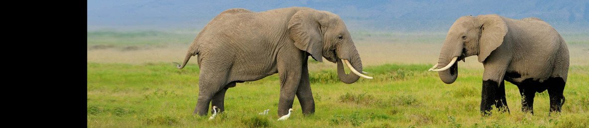 5-Day Budget Safari to Kenya