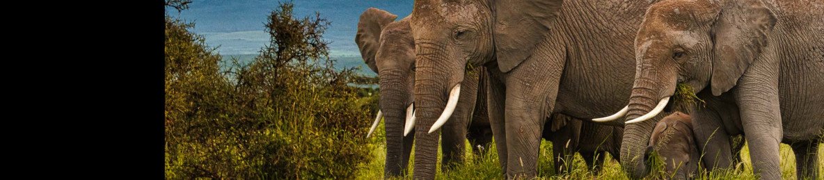 6-Day Ngutuni - Tsavo West - Amboseli & Taita Hills