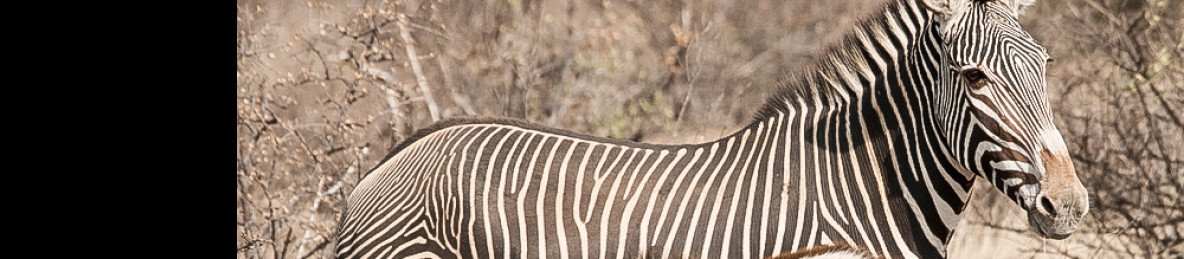 6-Day Kenyan Northern Circuit Safari