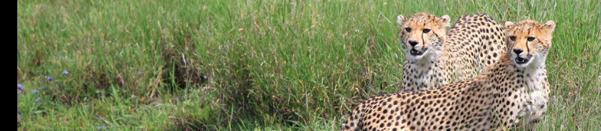 3-Day Private Budget Safari to Masai Mara Game Reserve