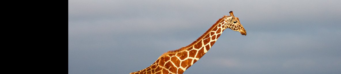 4-Day Mara & Nakuru Jeep Trek
