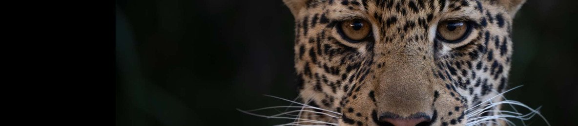 5-Day Laikipia Safari - Black Leopard/Panther Experience