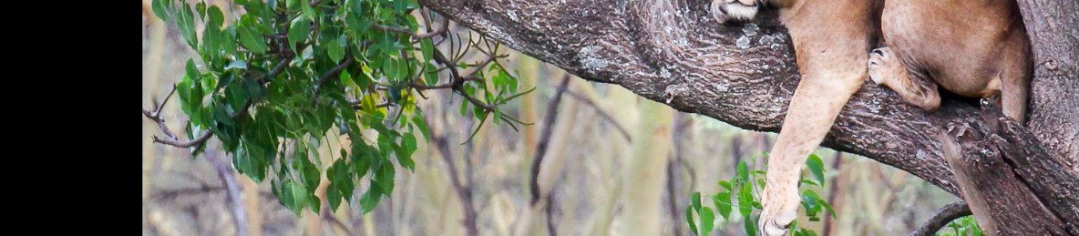 5-Day Tsavo East, Amboseli, Tsavo West & Saltlick Lodge