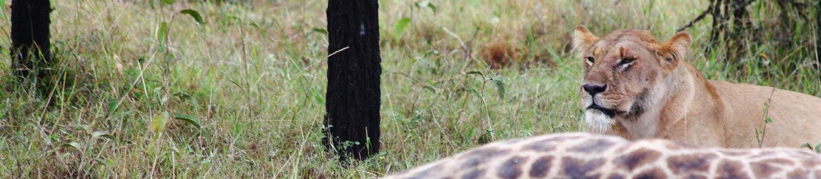 3-Day Masai Mara National Reserve - Budget Tour