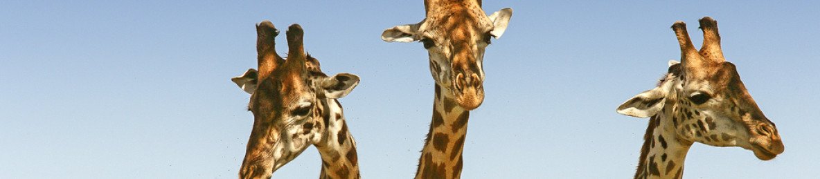 5-Day Luxury Lake Naivasha, Lake Nakuru & Masai Mara