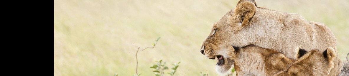3-Day Masai Mara Midrange Private Inside the Park Safari