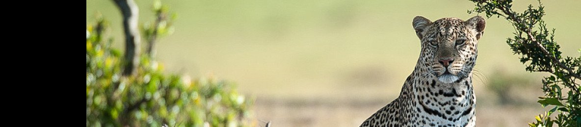4-Day Luxury Kenya Safari in Lake Nakuru & Maasai Mara