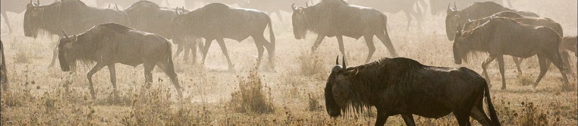 4-Day Masai Mara Lake Nakuru Budget Safari