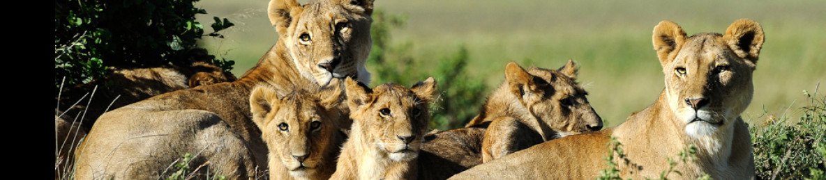 10-Day Luxury Kenya Safari Tour